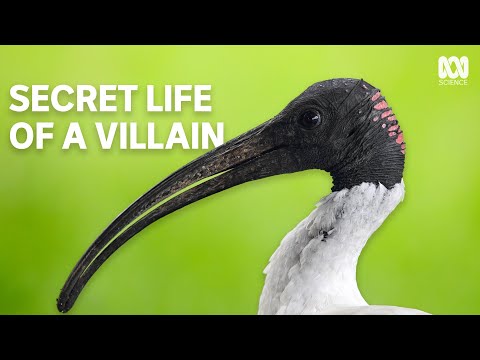 Where do ibis actually live? | The Secret Lives Of Our Urban Birds