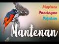 Mantenan Gacor Suara Murai Api Buat Masteran Atau Pikatan Mp3 - Mp4 Download