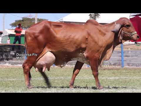 LOTE 18   IMPERATRIZ FIV DO RIO NEGRO   PDJG 169