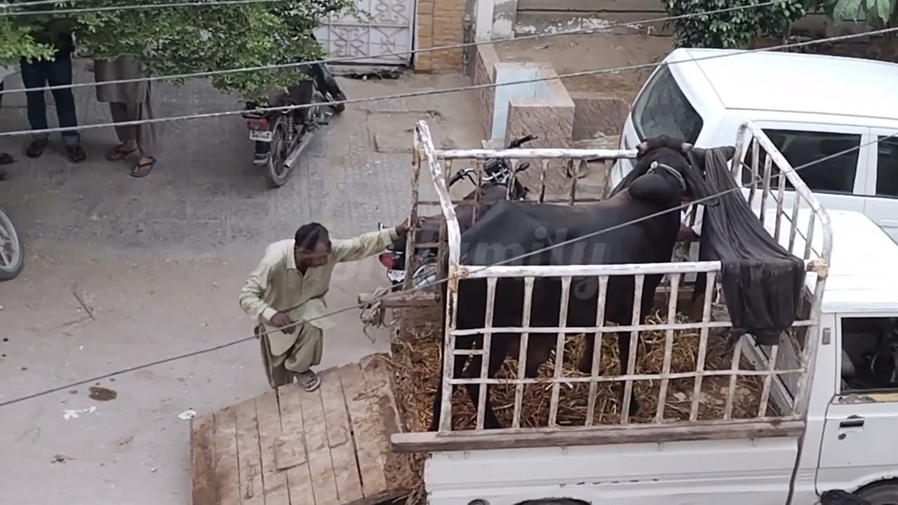 My 3rd Cow  Unloading Video| Bakra Eid|Ash family