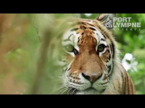 Video: Sleep With Live Tigers Di One-of-a-kind Tiger Lodge Di Inggris