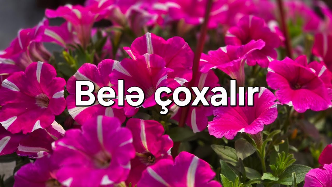 Petuniya bele çoxalır ve yetişdiriıir! Azer Qurbanov  #petunias #размножениерастений #azərqurbanov