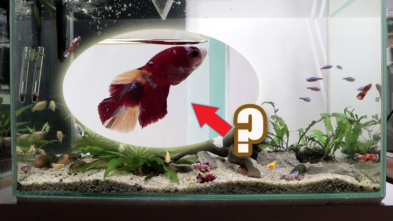 What Fish Don T Have Fins And Scales