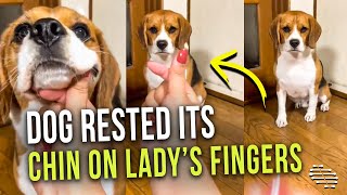 Dog Rested Its Chin on Lady’s Fingers Soon as She Gave the Signal