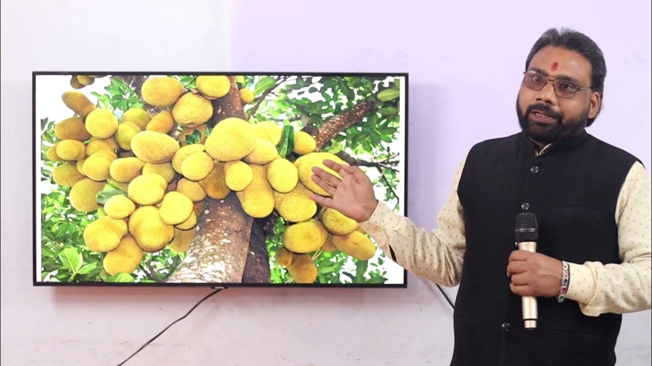 कटहल के पेड़ के होने से घर मे वास्तु दोष हो सकता हैं II Presence of