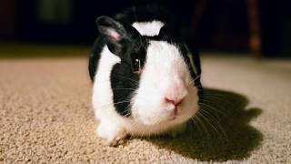 Study with a rabbit