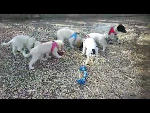 Angie's Welpen - Ende Februar 2026