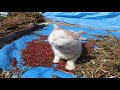 しろと小豆脱穀 191013