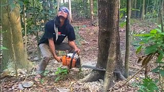 Complicated!! Cutting down trees in a lush garden  Stihl MS381