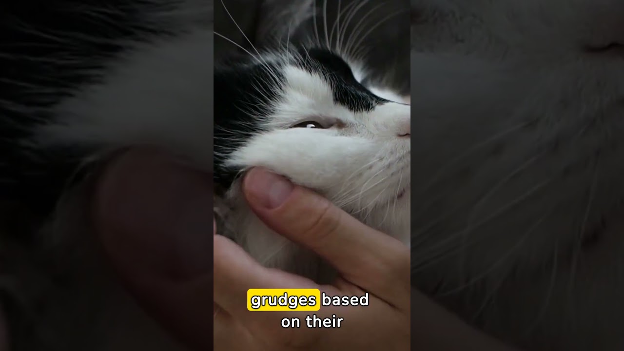 Do Cats Remember People? 