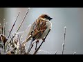 Whatsapp Status||Pahdi A Cappella|| Ranjeet singh|| Gunjan Dangwal||Vishal Sharma....๐ฅ๐ฅ๐ฅ Whatsapp Status Video Download Free