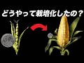 人間がトウモロコシを…いや、トウモロコシが人間を手なずけたのか？ (ft.トウモロコシの進化)