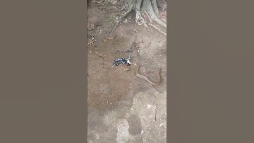 người quay phim quay được cảnh hải con rắn quấn nhau