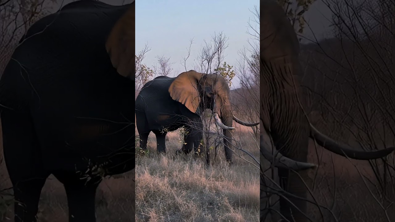 close-up of majestic elephant in golden light #elephant #cinematicvideo #wildlife  #savanna