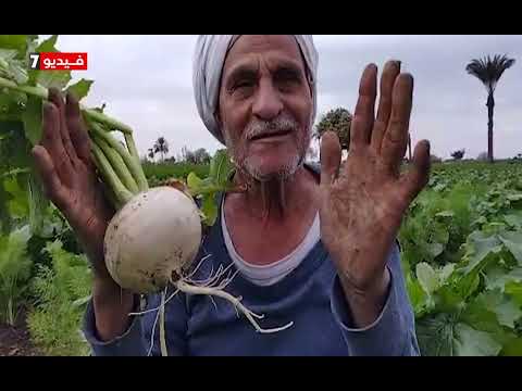 فيديو: دليل حصاد الكراوية: تعرف على كيفية حصاد بذور الكراوية