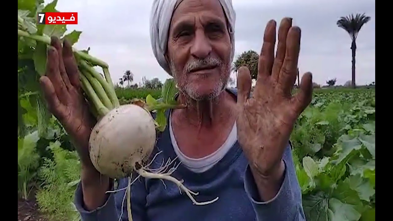 شاهد محصولى الكراوية والليفت وطرق الزراعة بالمنيا