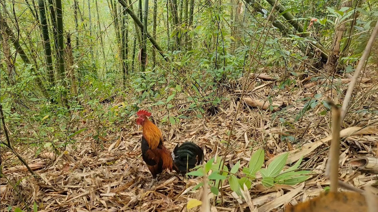 bẵy gà rừng 2026 bổi tơ về cũng nhanh 