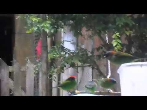 Saíra-militar - Tangara