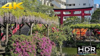 🍇 [4K Hdr] Enjoy The Wisteria Purple Flowers (藤) In Kameido Tenjin Shrine | Tokyo, Japan 🇯🇵