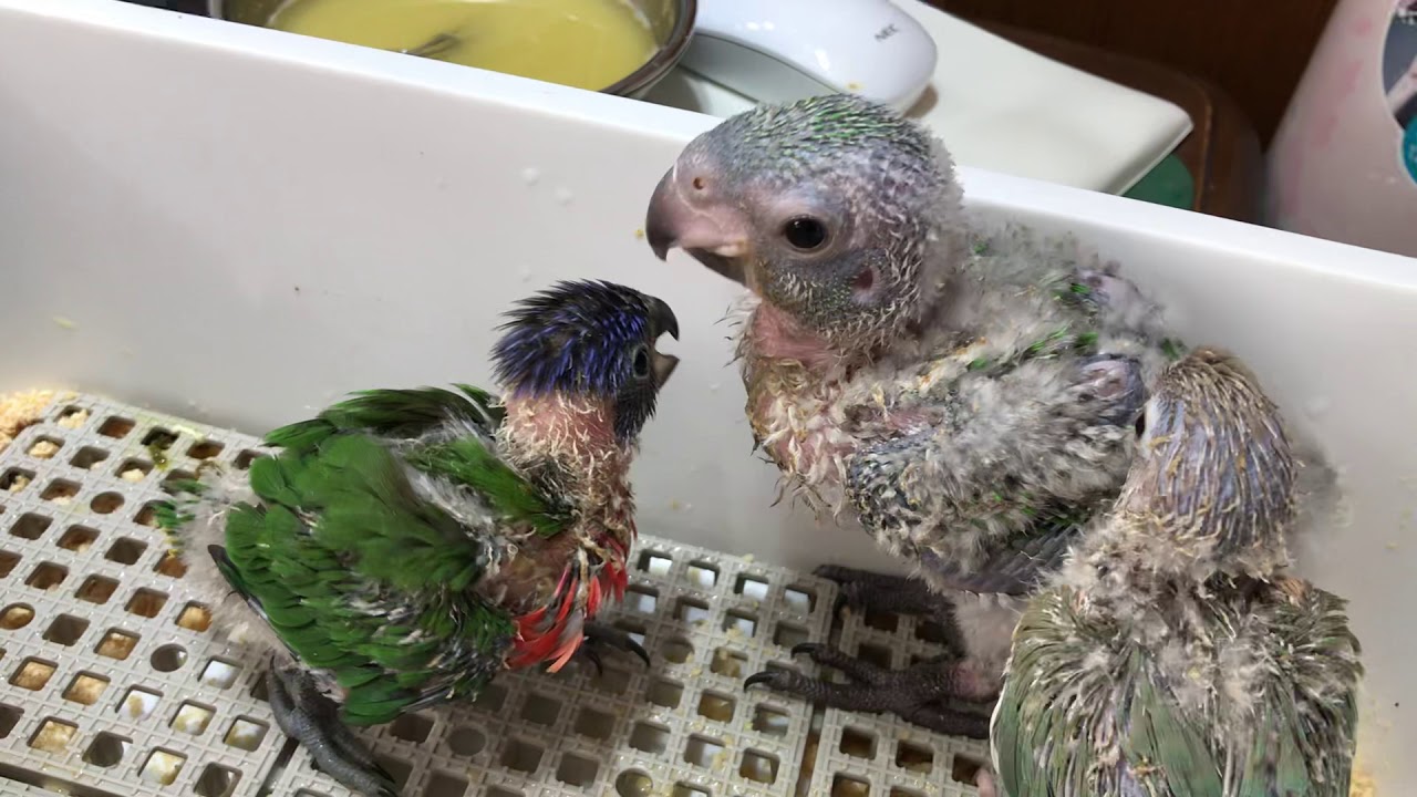 アカ ハネ ナガ インコ ズ