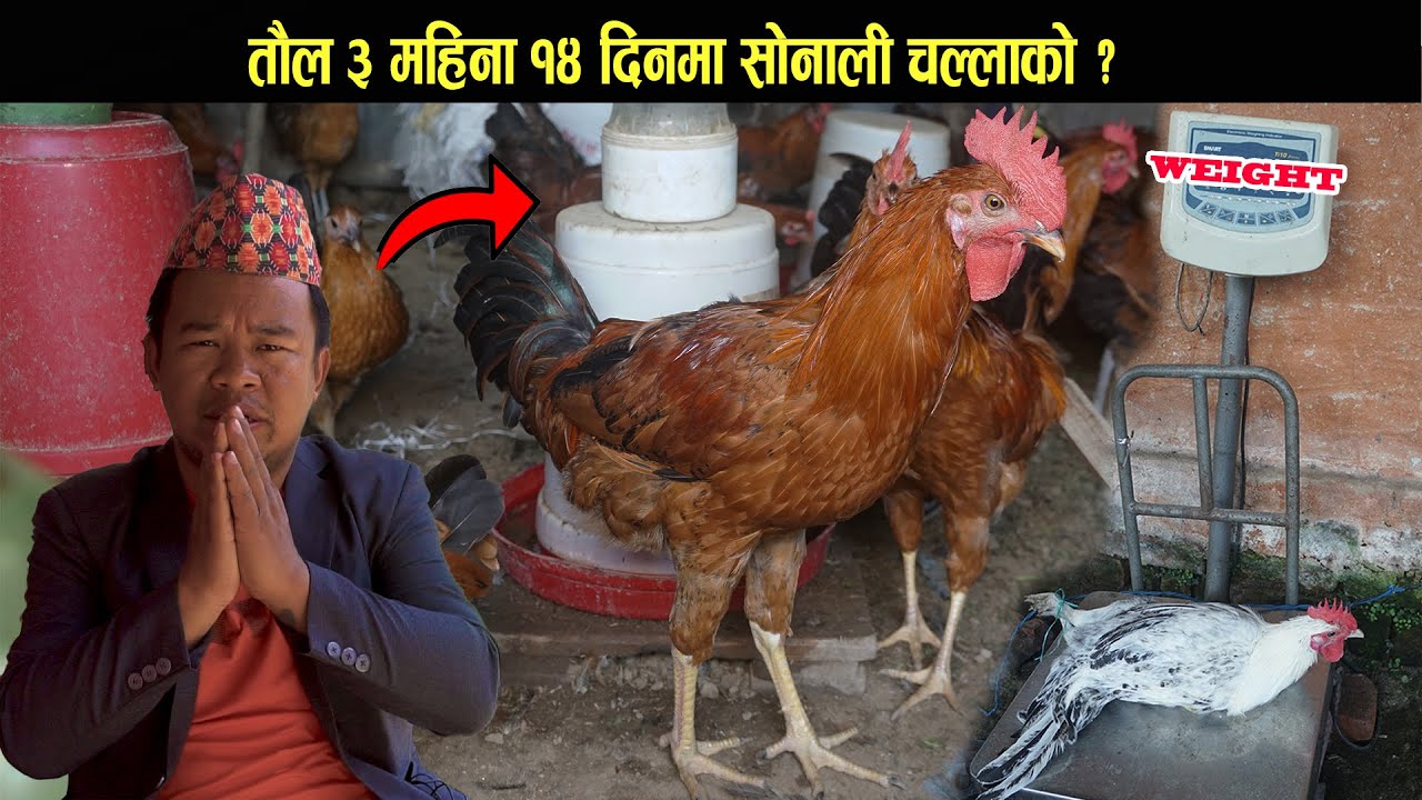 तौल ३ महिना १४ दिनमा सोनाली चल्लाको  3month 14 days sonali chicken - poultry farm in nepal #chicken