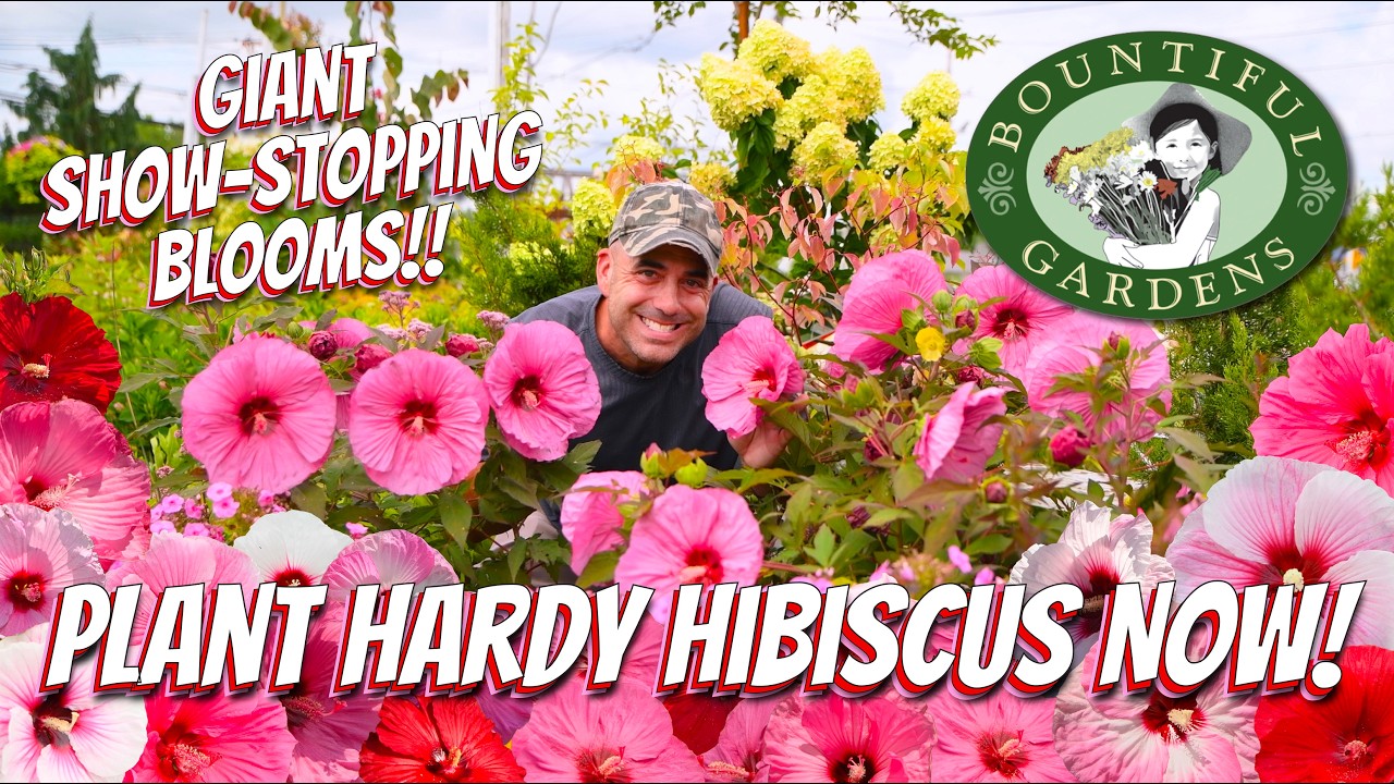 🌺 Native Perennial Powerhouse: The Incredible Story of Hardy Hibiscus 🌿