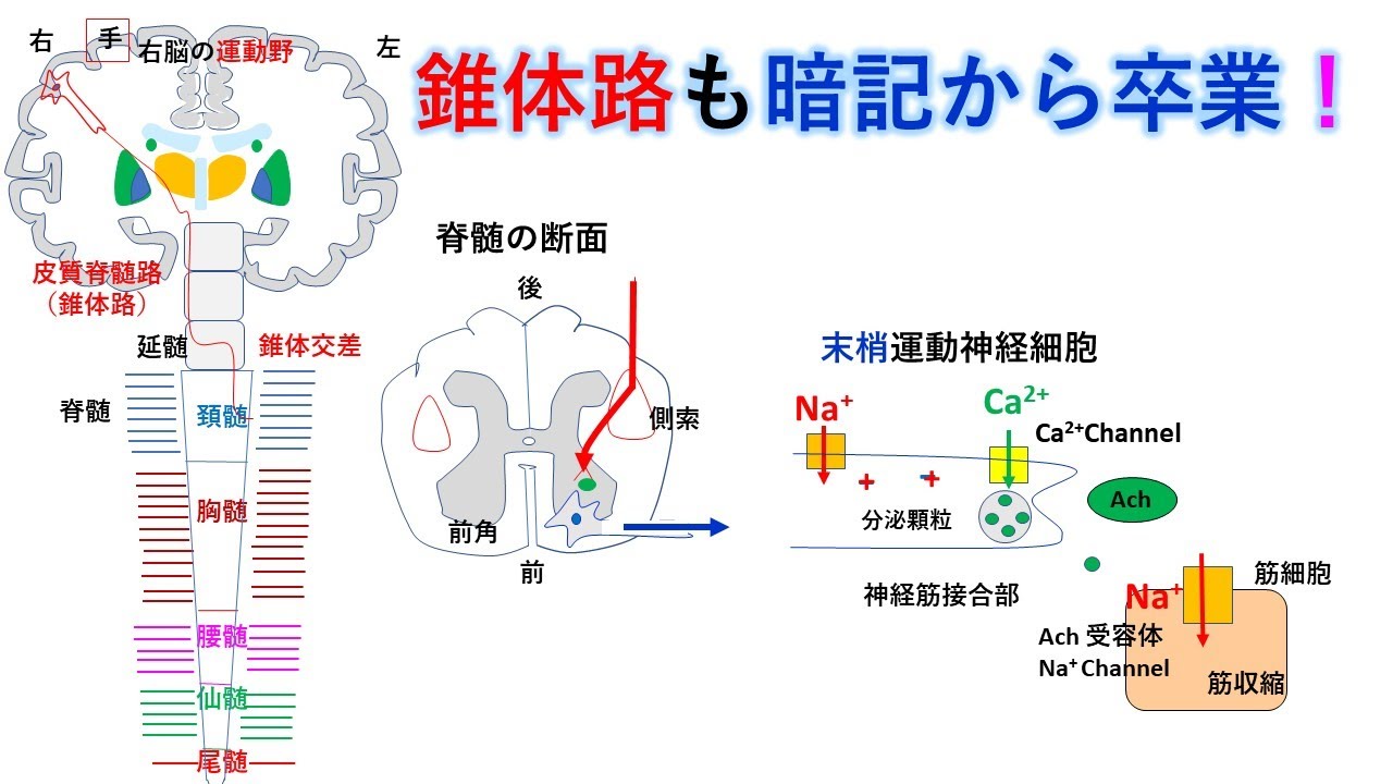 国試対策：暗記からの卒業 51話 錐体路 - YouTube