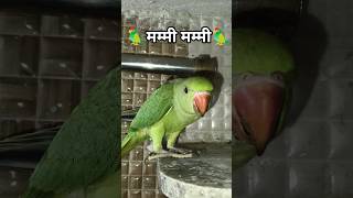 🦜mithu tota bolane wala mithu mithu #parotta