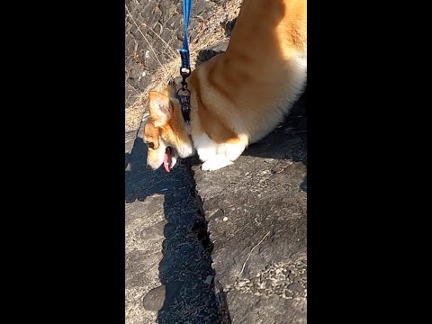 駆け下りるコーギー / corgi running down #shorts