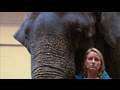 view Zoo Vets: Elephant Aromas digital asset number 1