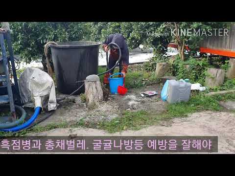 7월 흑점병 예방에 집중해야 맛있는 타이벡감귤을 만들 수 있다