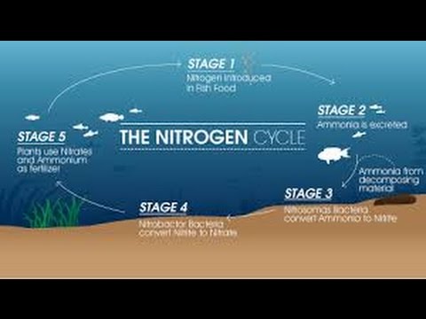 HOW TO: Cycle an Aquarium (Nitrogen Cycle)