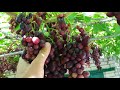 Виноград изюминка урожайна и тип изюминки 2020