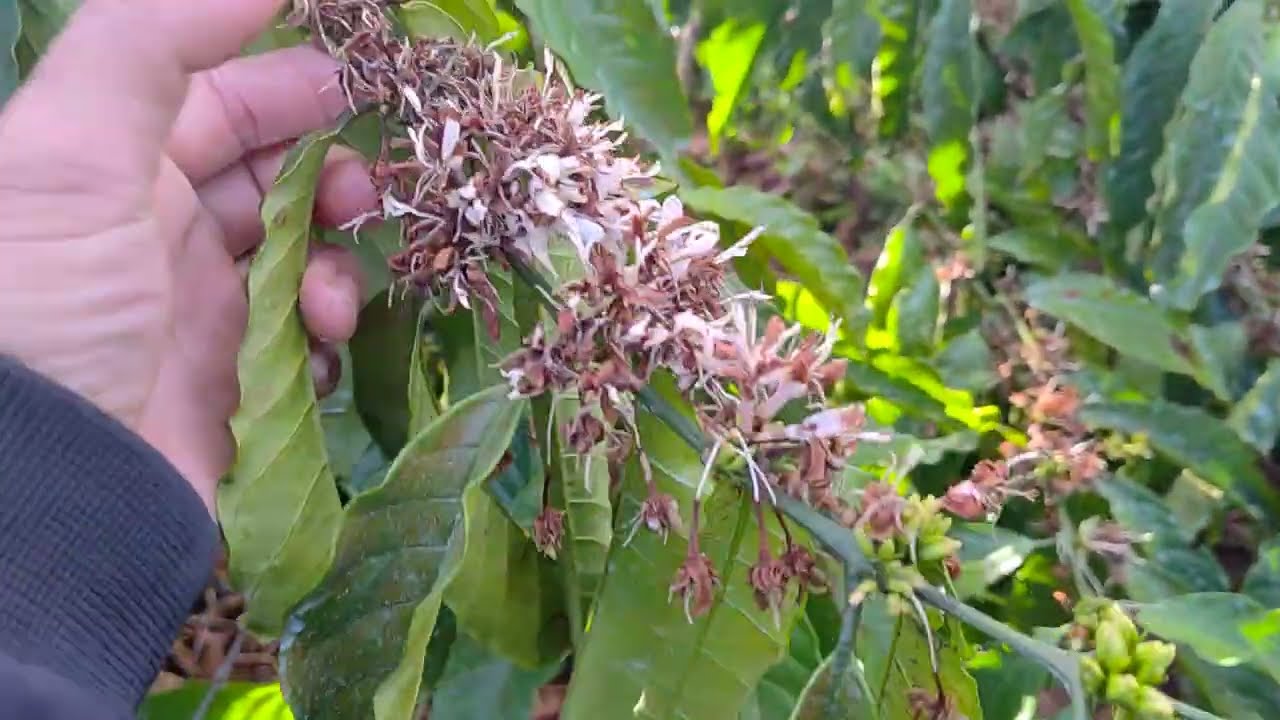 Mùng 4 tết 2026 thăm vườn cà phê và sầu riêng