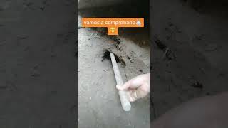 Qué Tan Profundo Es La Madriguera De Mis Conejos?