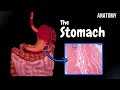 Stomach Anatomy (Topography, External Features, Parts, Layers) Mp3 Song