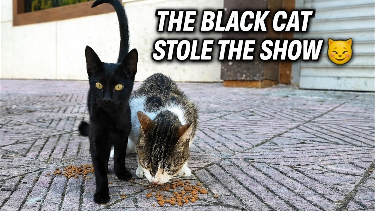 The Black Cat Stole the Show While Feeding Street Cats 😼🐾