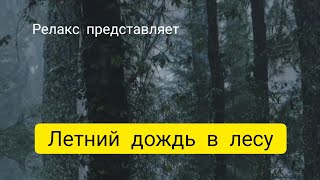 летний дождь в лесу