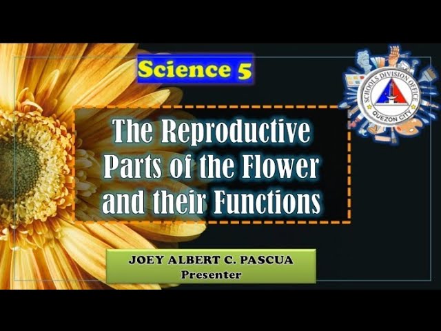 Female Reproductive Parts Of A Flower