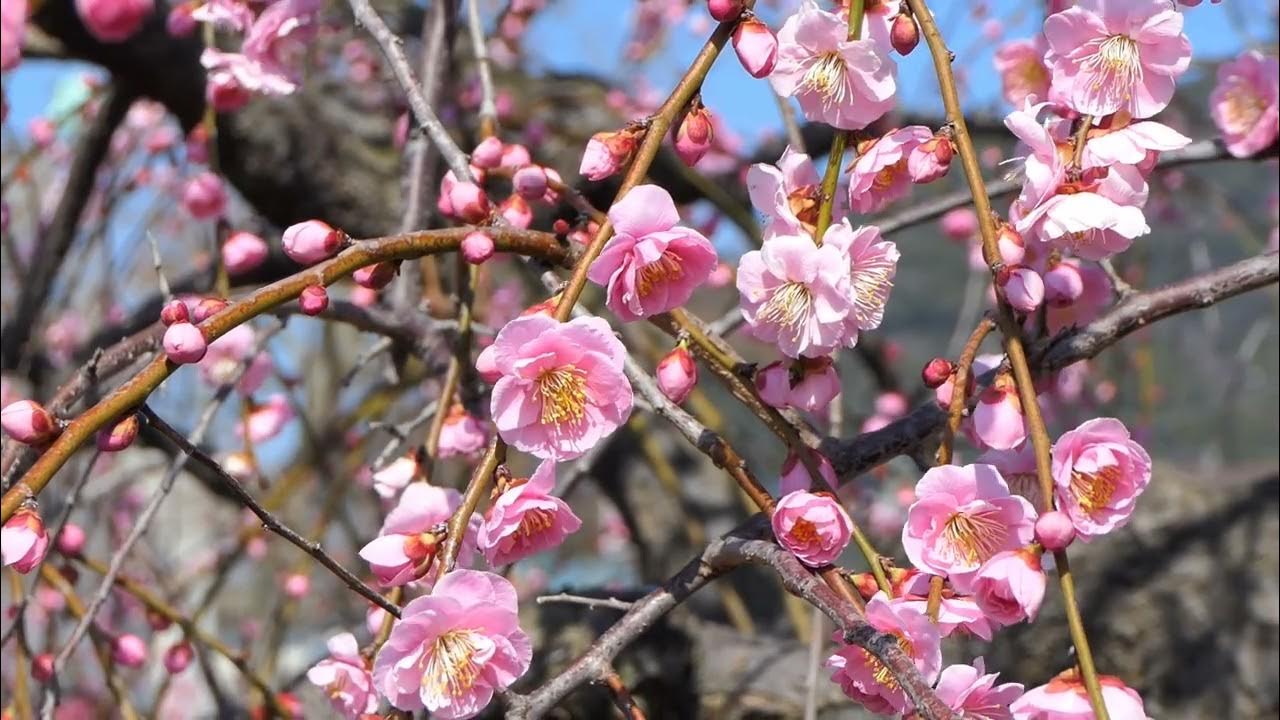 農事センター梅の花 開花情報 YouTube