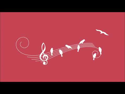 Vögelkonzert Geräusche zum Einschlafen | 2h White Noise