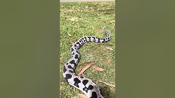 Pure jungle reduced pattern axanthic carpet python #snake #reptiles #wildlife #nature