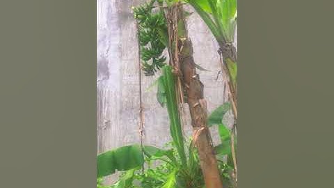 #19 Video triệu view thỏa mãn người xem Cây Chuối độc lạ Việt Nam Banana tree Best Oddly Satisfying