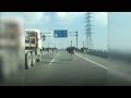 Five ostriches race down a highway in China