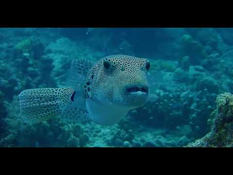 bawah official video By Bali Reply