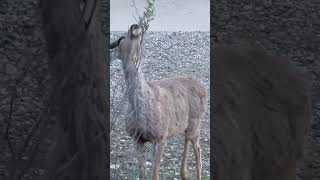 This little guy’s nubby are out. #deer  #wildlife  #nature  #naturelovers  #outdoors  #home