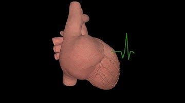 "Dr. Vijaypath" by Vertex Group 2017 #OpenGL Demo