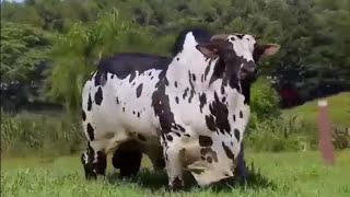 The largest types of cows in the  world. أضخم انواع البقر في العالم