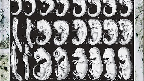 4. Neural Development: How Transcription Factors Create a Body