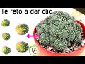 COMO REPRODUCIR CACTUS  || HUERTO CITADINO